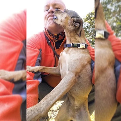 www.dogsitter.at +43 676 5430500 dogsitter hundebetreu