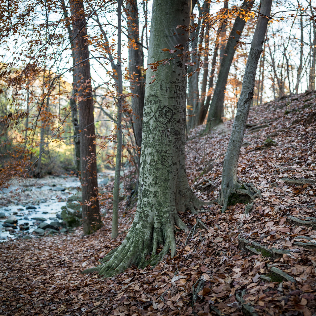 Glencarlyn Park Arlington Virginia November 13, 2015 (thre… Flickr