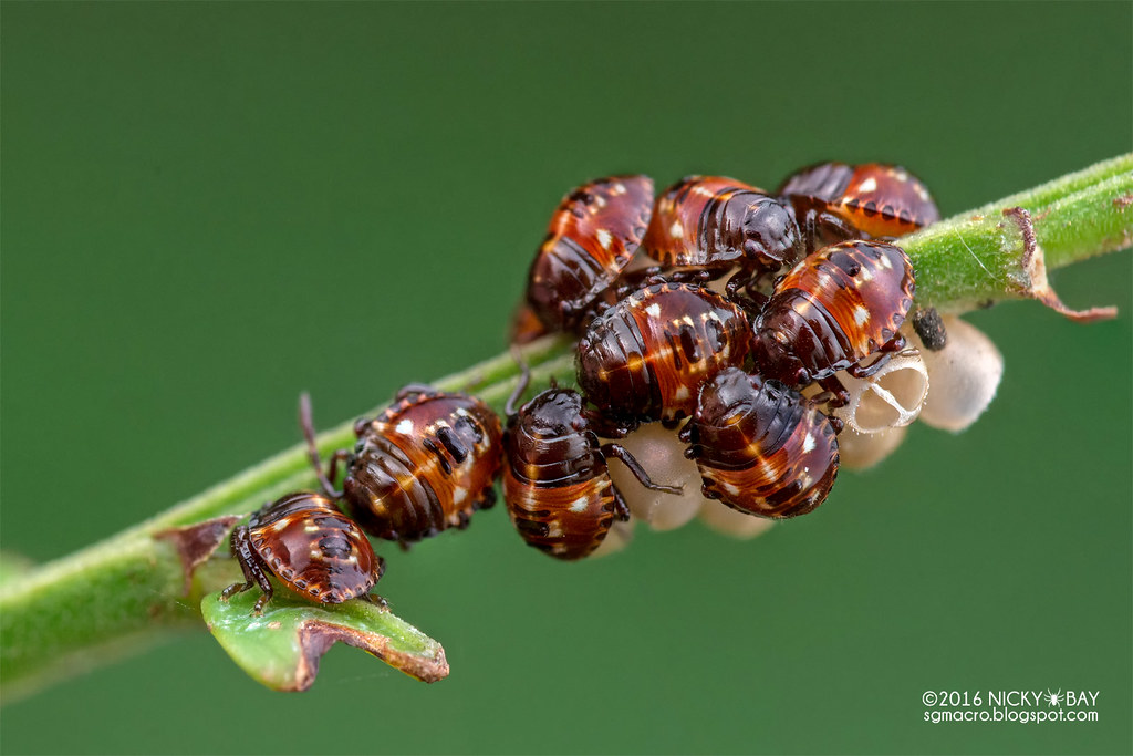 baby stink bugs hatching Premier zine Bildergallerie
