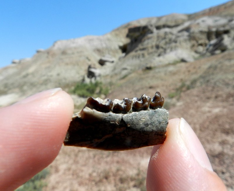 2015 CSU Paleontology Field School Flickr