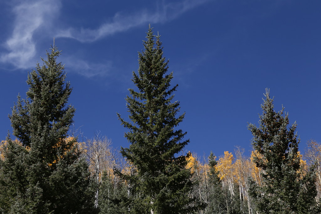 Big Tesuque Campground EF2470mm f/2.8L II USM Flickr