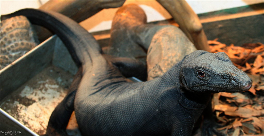12/11/2015 BDVS3 Female Black Dragon Varanus Salvator Flickr