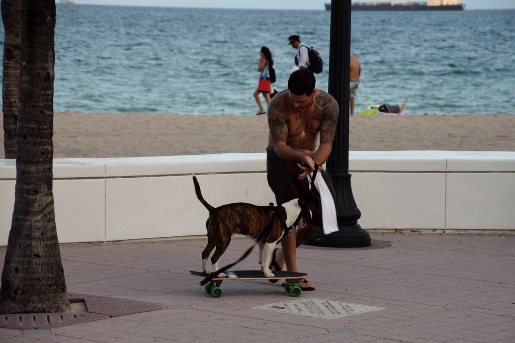 Dog training Fort Lauderdale Hund trener rullebrett Fo… Flickr