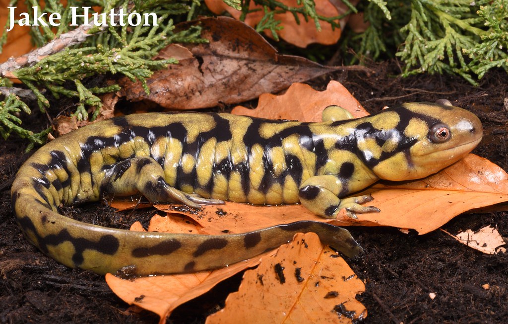 Ambystoma tignium Tiger salamander Price Lab outreach
