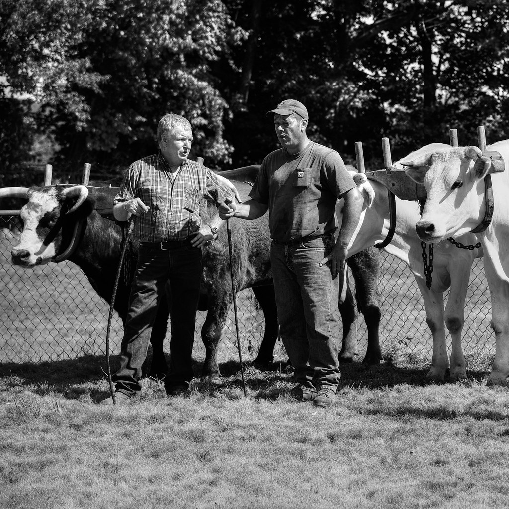 Blandford Fair Cattle Show, in Black and White In Blandfor… Flickr