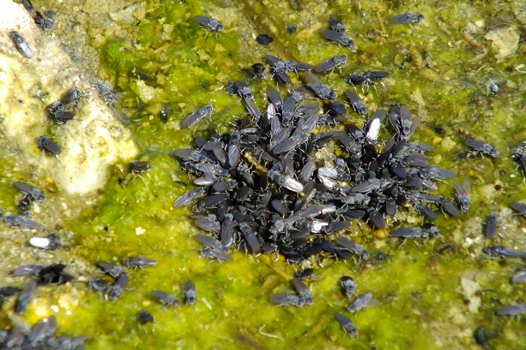 Alkali flies These flies feed on algae in the waters of Mo… Flickr