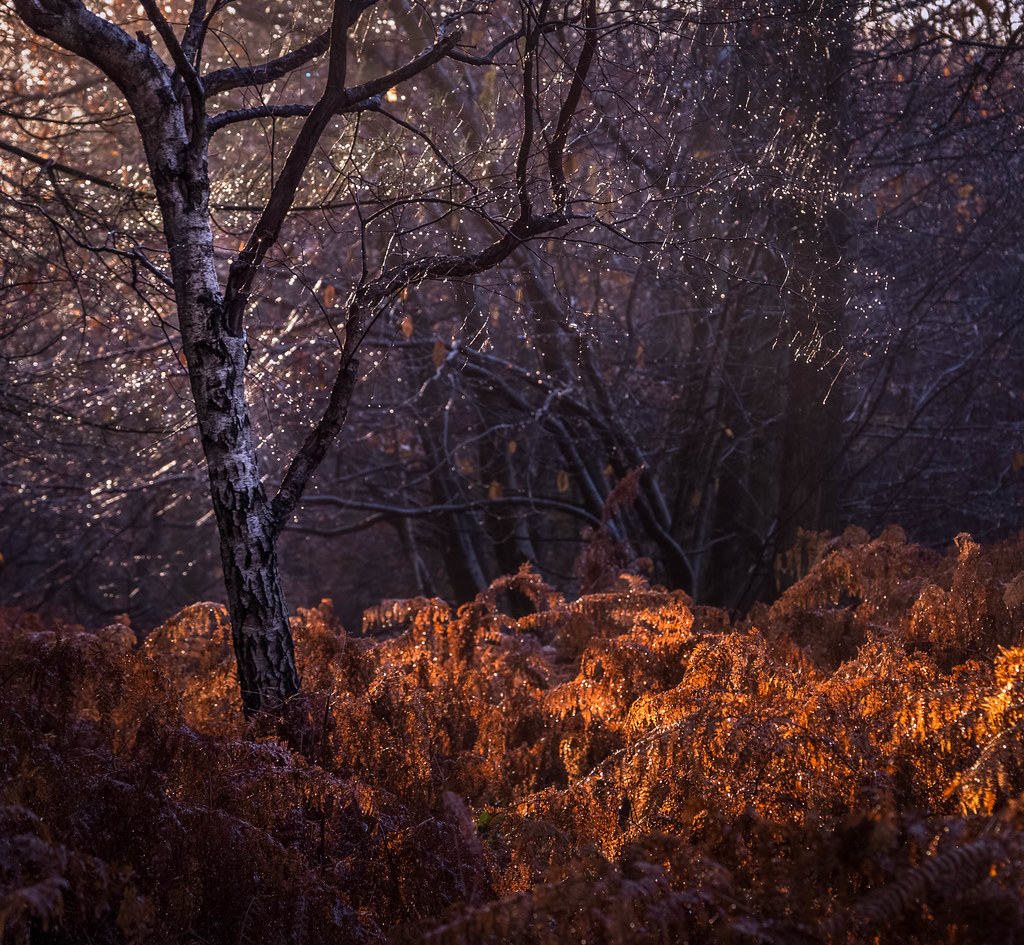 King's Wood, Ashford Simon Flickr