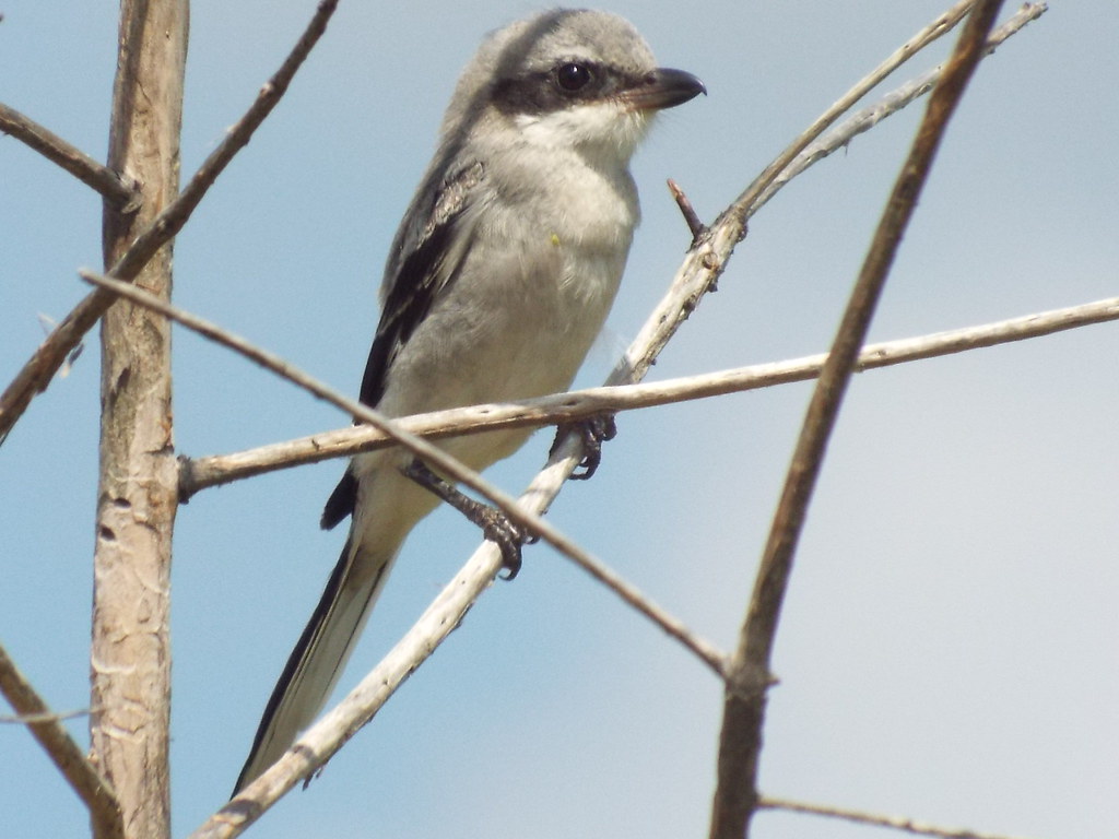 Loggerhead Shrike, September 10, 2015 Heritage Park, Sachs… Flickr