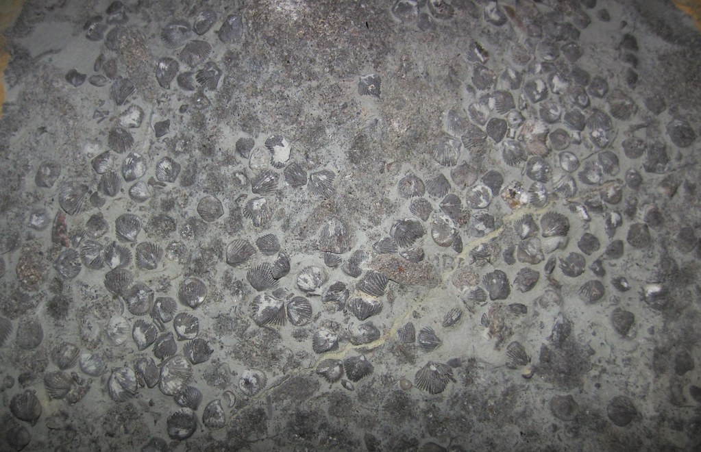 Zygospira brachiopods in fossiliferous limestone (Point Pleasant Limestone, Upper Ordovician