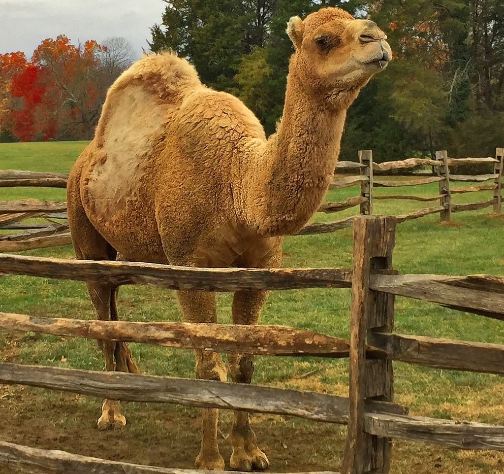 'Aladdin' The Christmas Camel at Mount Vernon (VA) Nove… Flickr