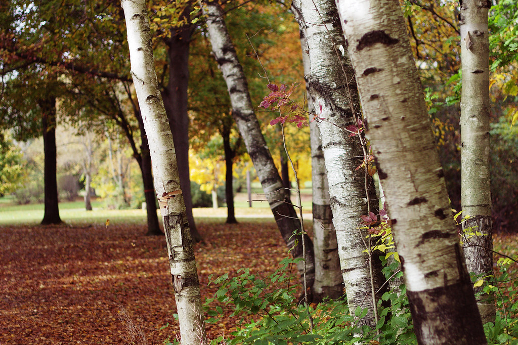 Longwoods Road Conservation Area Ian Bullock Flickr