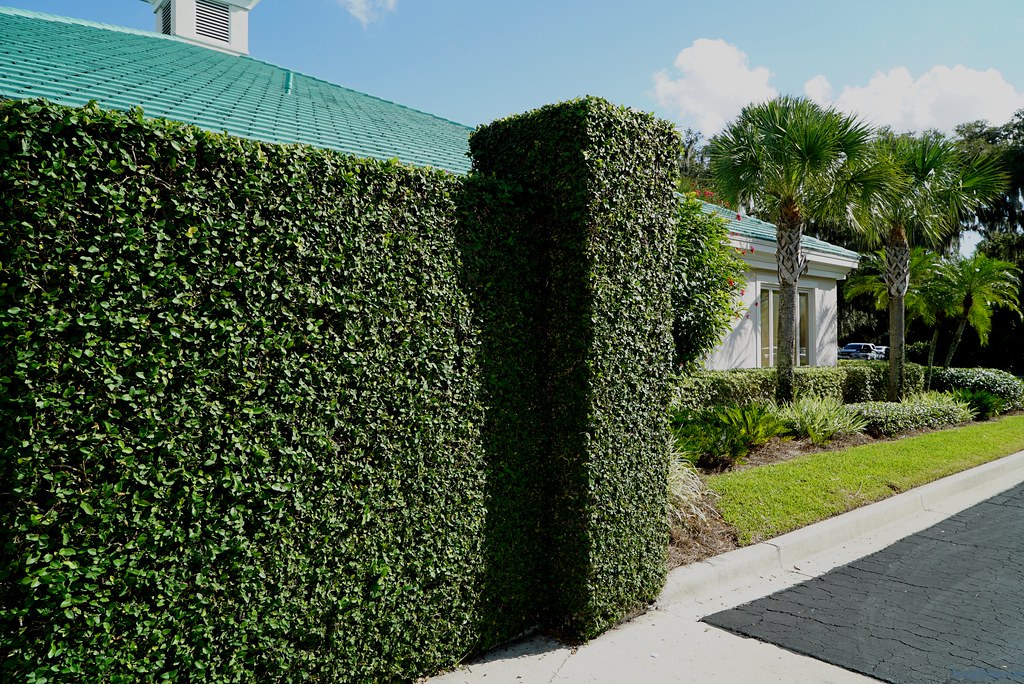 DSC01764 Rosedale at Sarasota, Florida For video see ww… Flickr