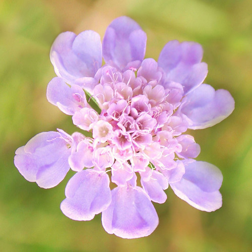 Pincushion flower Explore Thank you! ekaterina alexander Flickr