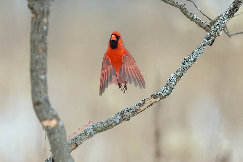 Badminton Birdie with legs.... Mike Podrasky's photography Flickr