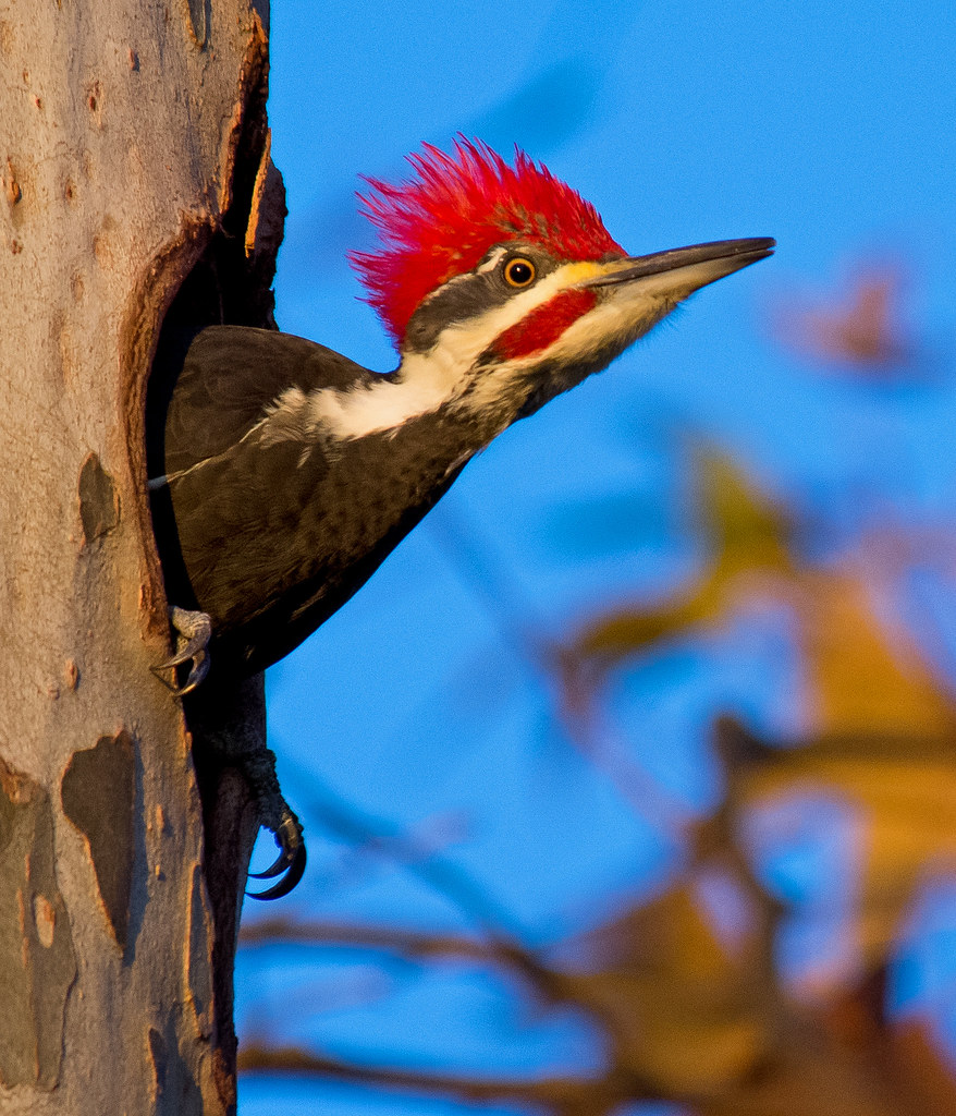 103115_03 Pileated Woodpecker. Occoquan Bay National Wildl… Flickr
