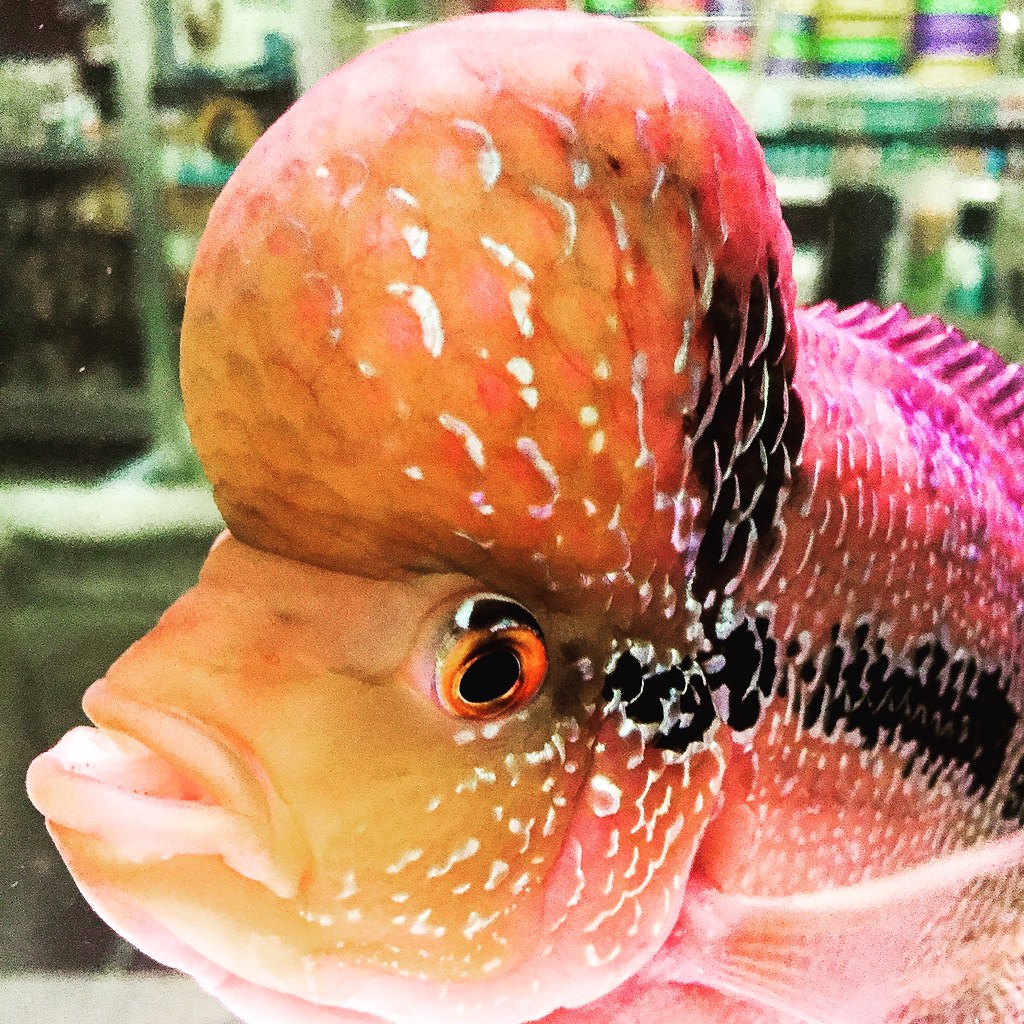 Flower horn plant therapist ( noriel daelo ) Flickr