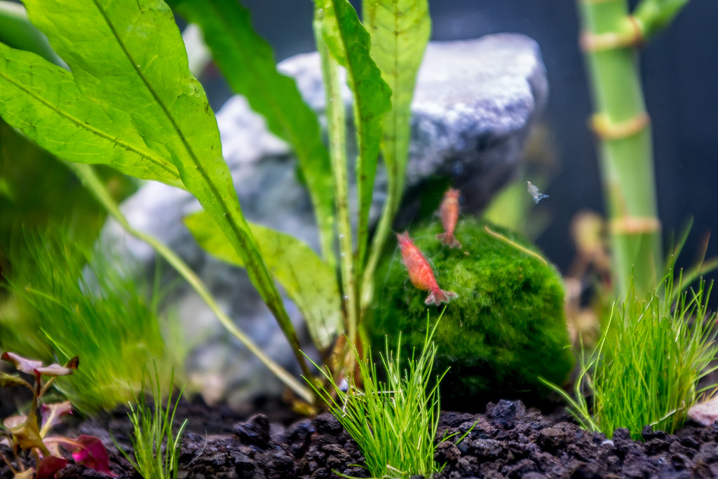 cherry shrimp nano tank with cherry shrimp Branden A Flickr
