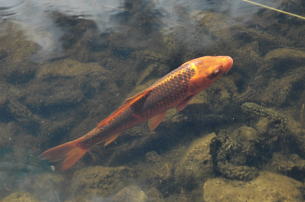 D700815009 Koi Oregon Garden Bob McBride Flickr