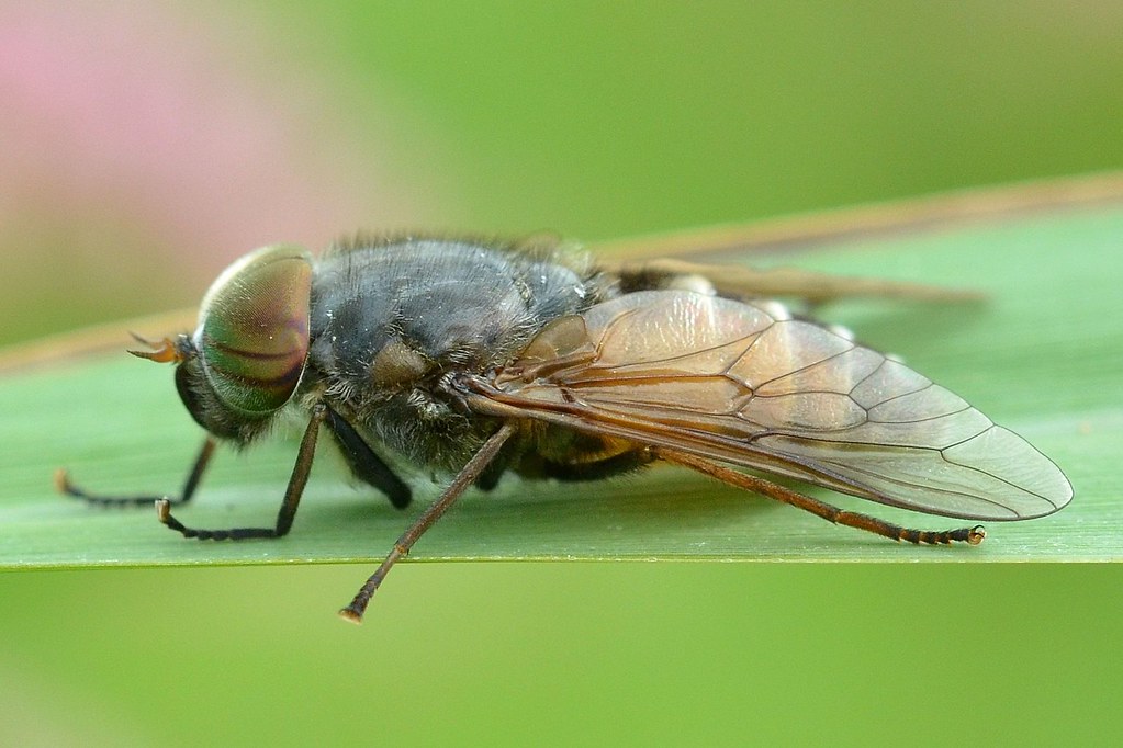 Horsefly, Family Tabanidae, probably Hybomitre sp., Upton Flickr