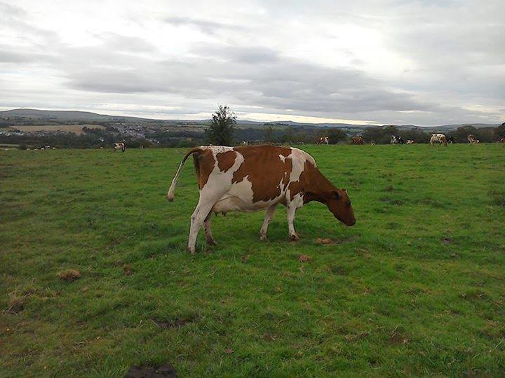 Cumnock farms Flickr