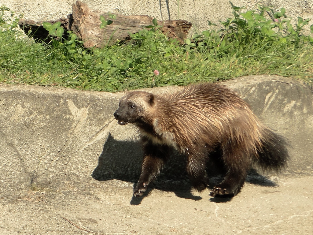 Wolverine One of the Detroit Zoo's wolverines. Michigan is… Flickr