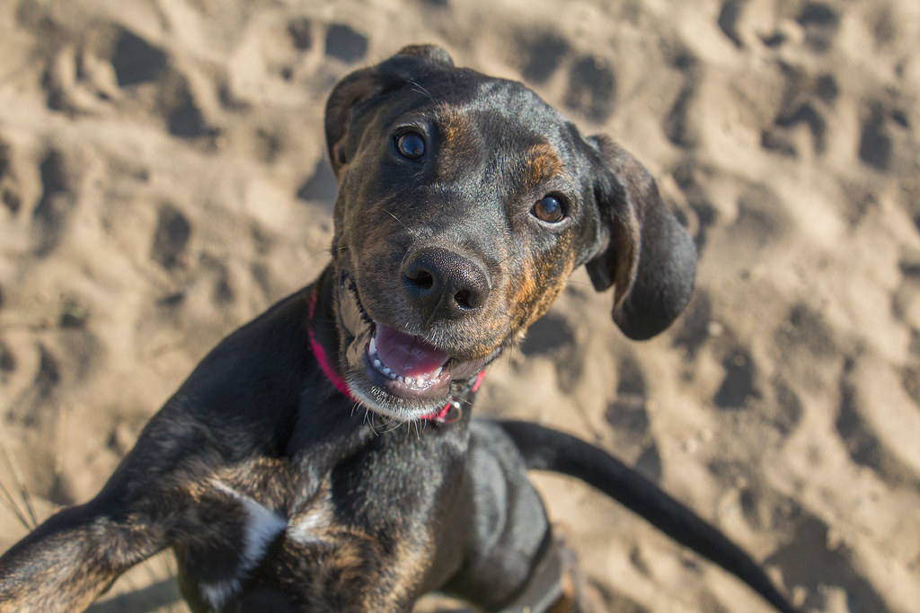 Warwick City Dog Park XVI Flickr