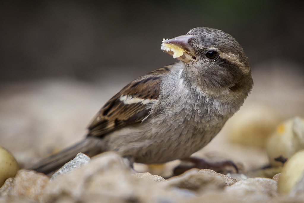 A bird eating baby potatoes, 6D. William Kee Flickr
