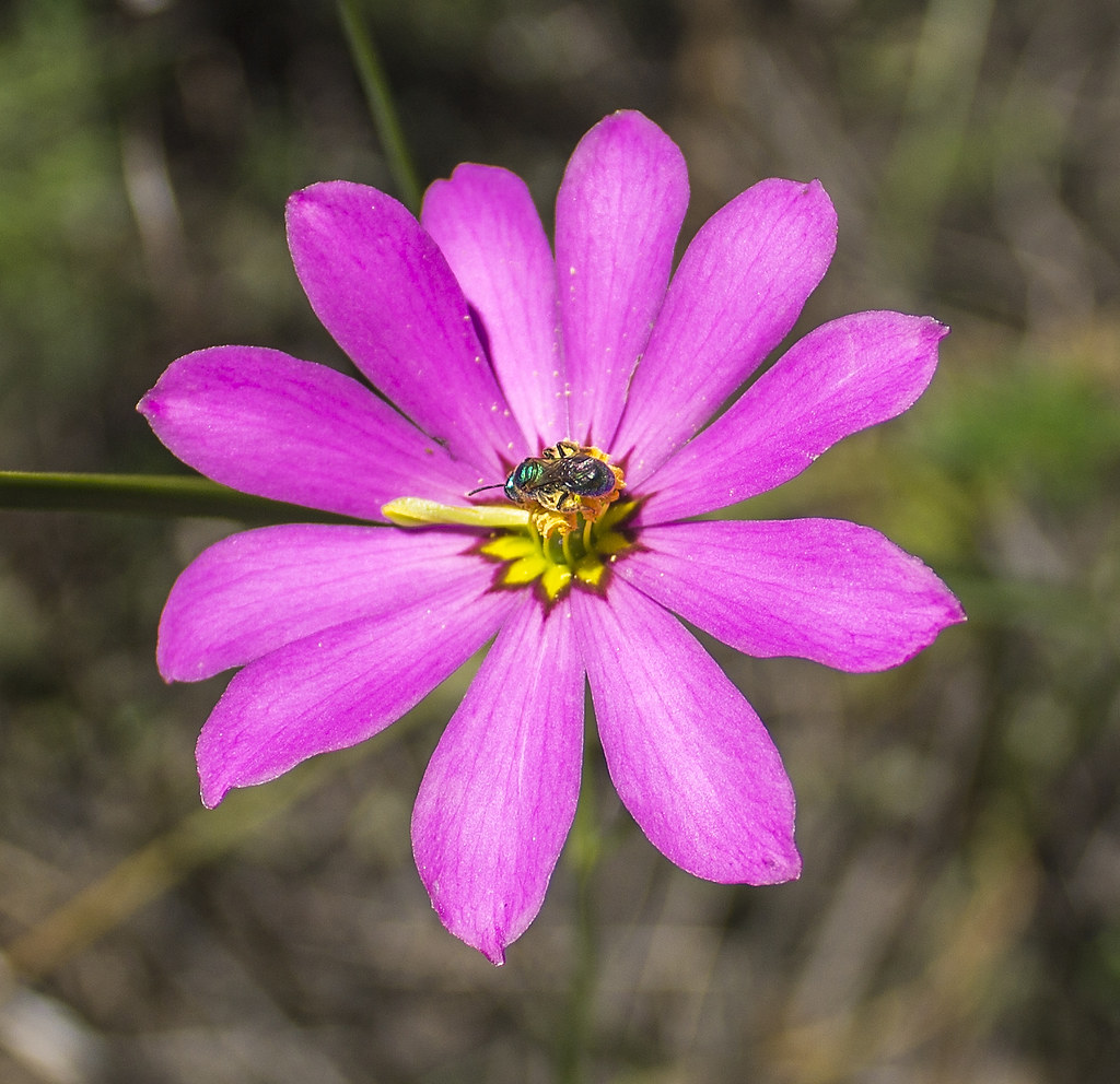 Royal Palm Beach Pines Natural Area Of course, pretty wild… Flickr