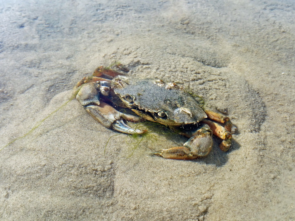 Common Shore Crab At low tide in the tidal flats. [Samsung… Flickr