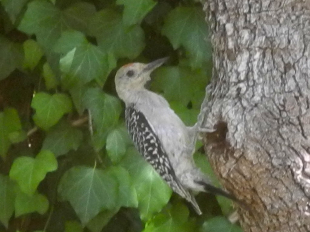 Young woodpecker shot through the window A fuzzy image sho… Flickr