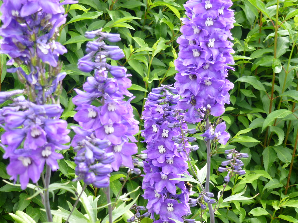 Tall Blue Flowers ! Delphiniums ? Summer Blue Flowers Ou… Flickr