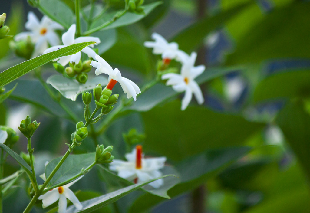 Night Flowering Jasmine In Telugu Jasmine Chameli Benefits Remedies