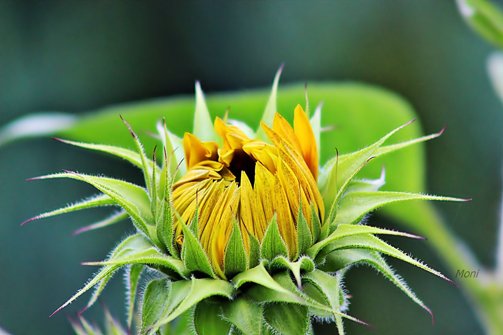 Closed sunflower 🌻 IMG_0111 ☜ ☞ Moni ☜ ☞ On/Off Flickr