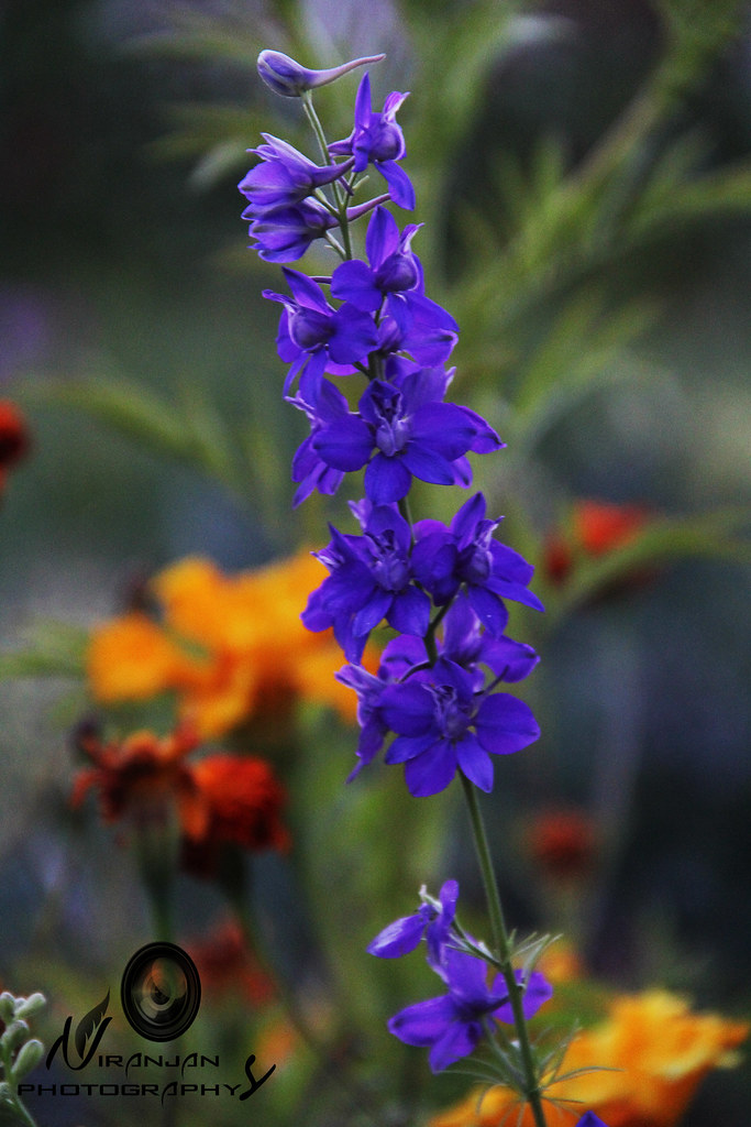 Flower Photography Flower Photography was done in Leh lada… Flickr