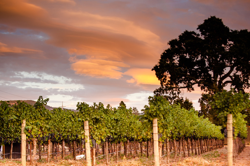 Napa vineyard Taken at a vineyard in the Oak Knoll AVA. Be… Flickr
