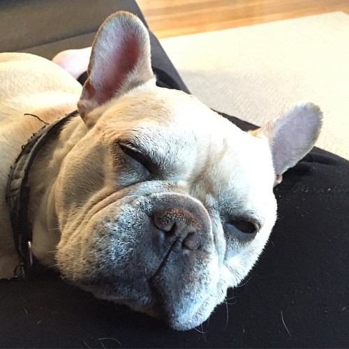 You can wake me up when nationaldogday is over, okay? ru… Flickr