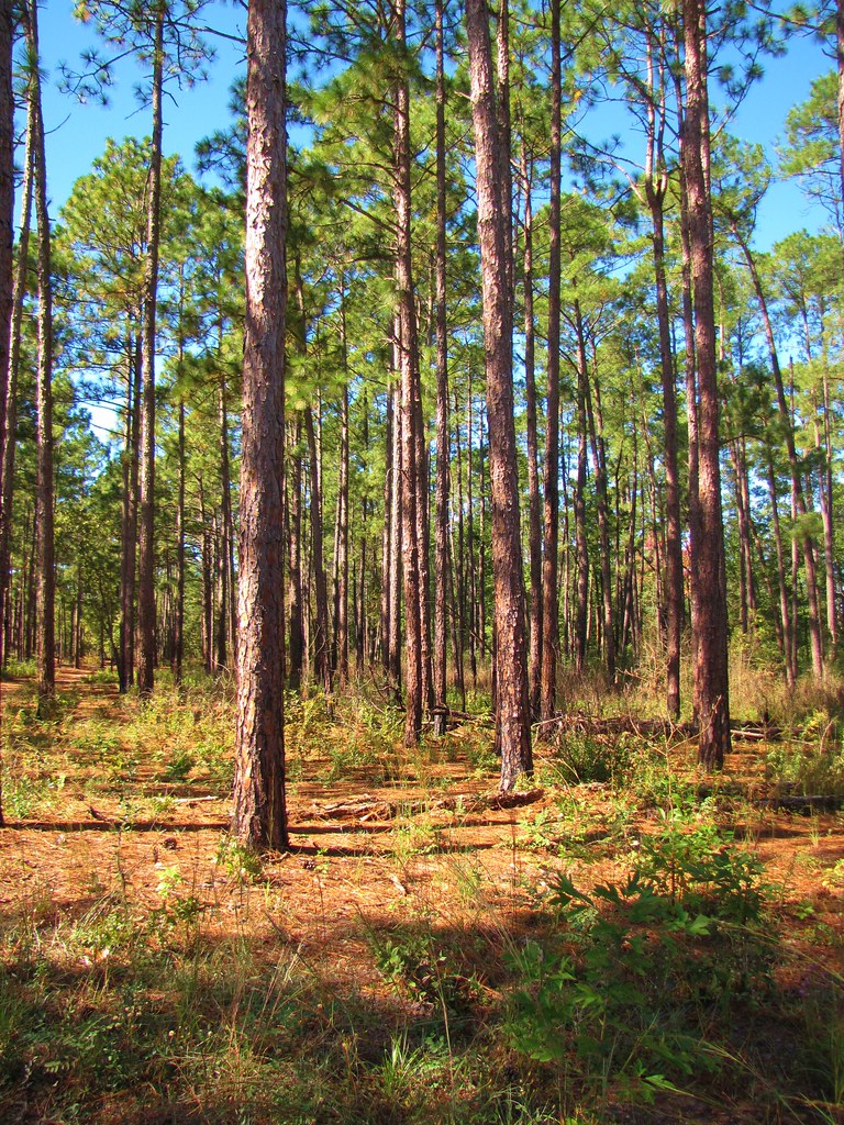 Loblolly Pines Loblolly Pines are abundant at Jones Lake S… Flickr