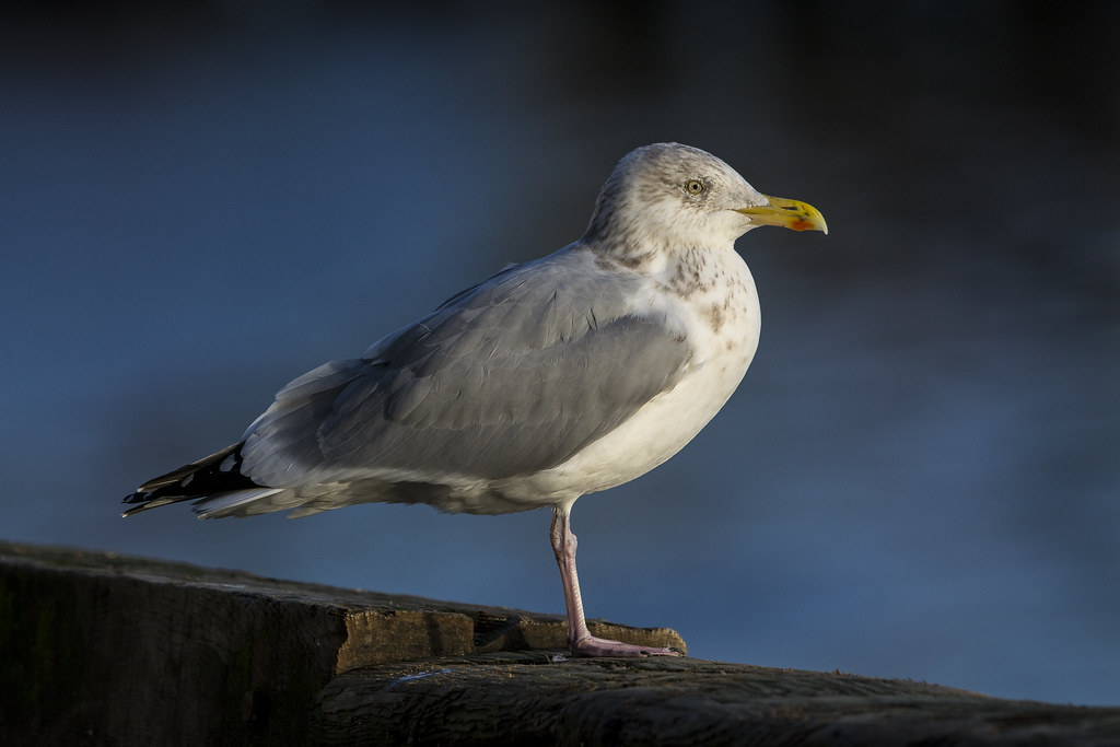 Herring Gull Larus argentatus Bill Richmond Flickr