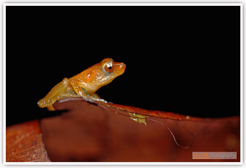 Spotted Tree Frog/Cinnamon Bush Frog Nyctixalus pictus Vin PSK Flickr