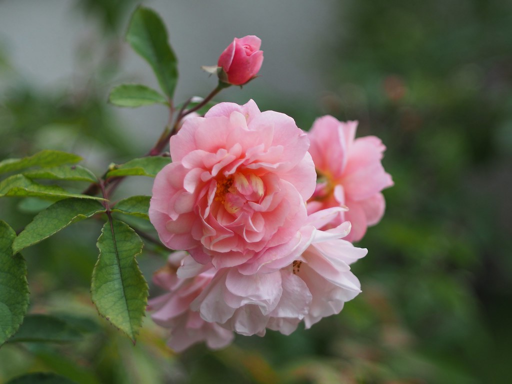 Die letzten Rosen Moschusrose Cornelia Carl Zeiss Jena Tes… wunder