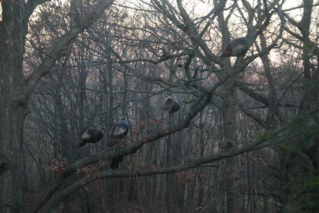 IMG_3699 Waukesha WI Turkeys roosting in trees Flickr