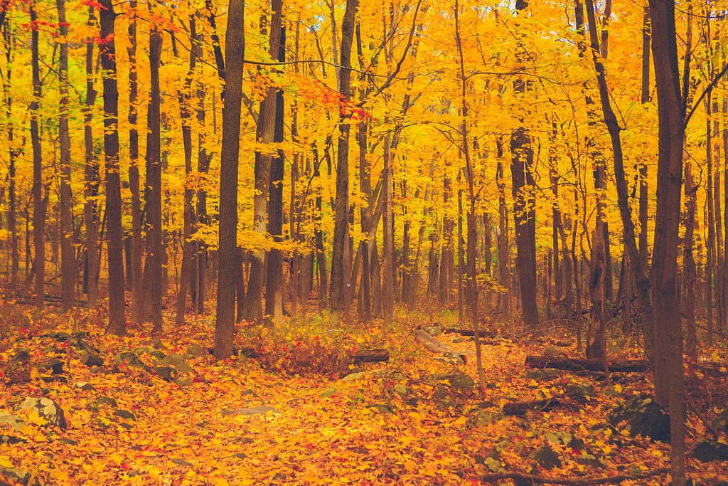 Deep in the Yellow Woods Jimmy Kastner Flickr