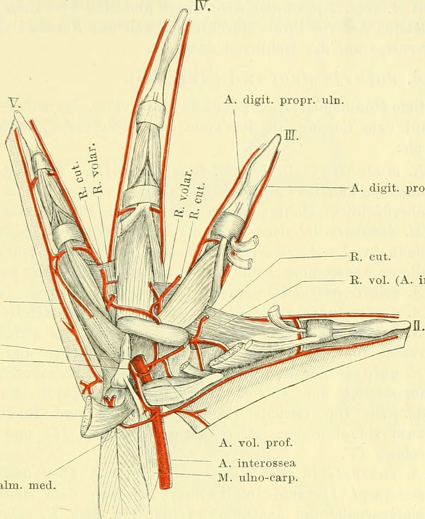Image from page 498 of "Die Anatomie des Frosches; ein Han… Flickr