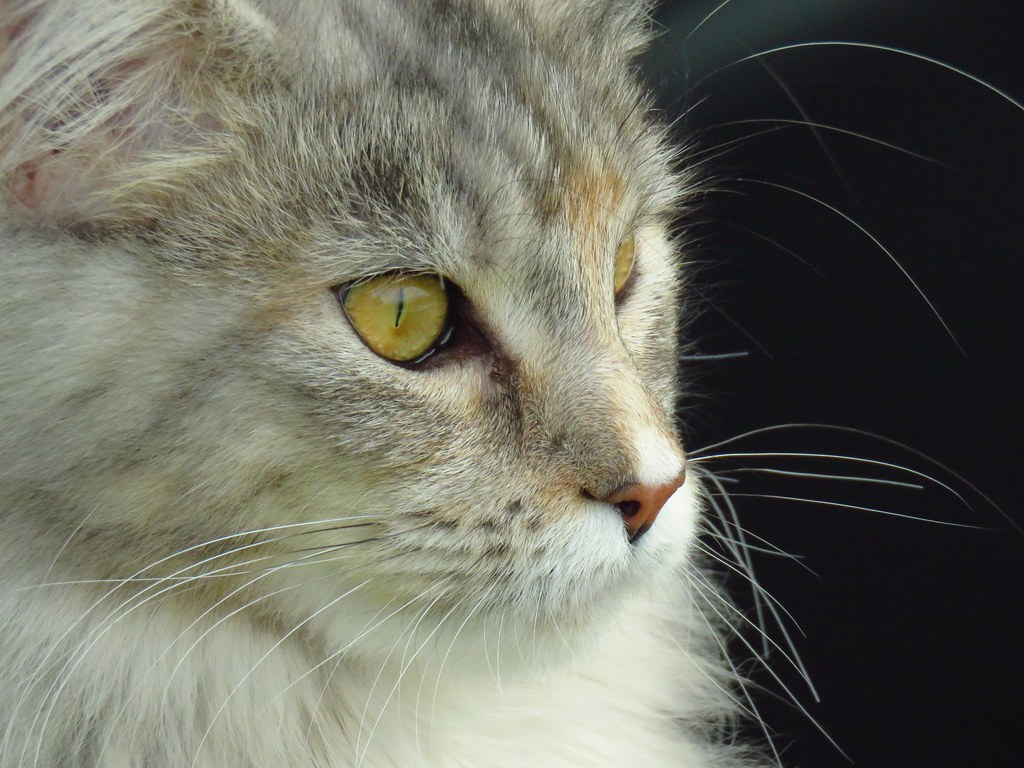 Top Notch Whiskers • Outdoor Maine Coon Cat Schnurr… Flickr