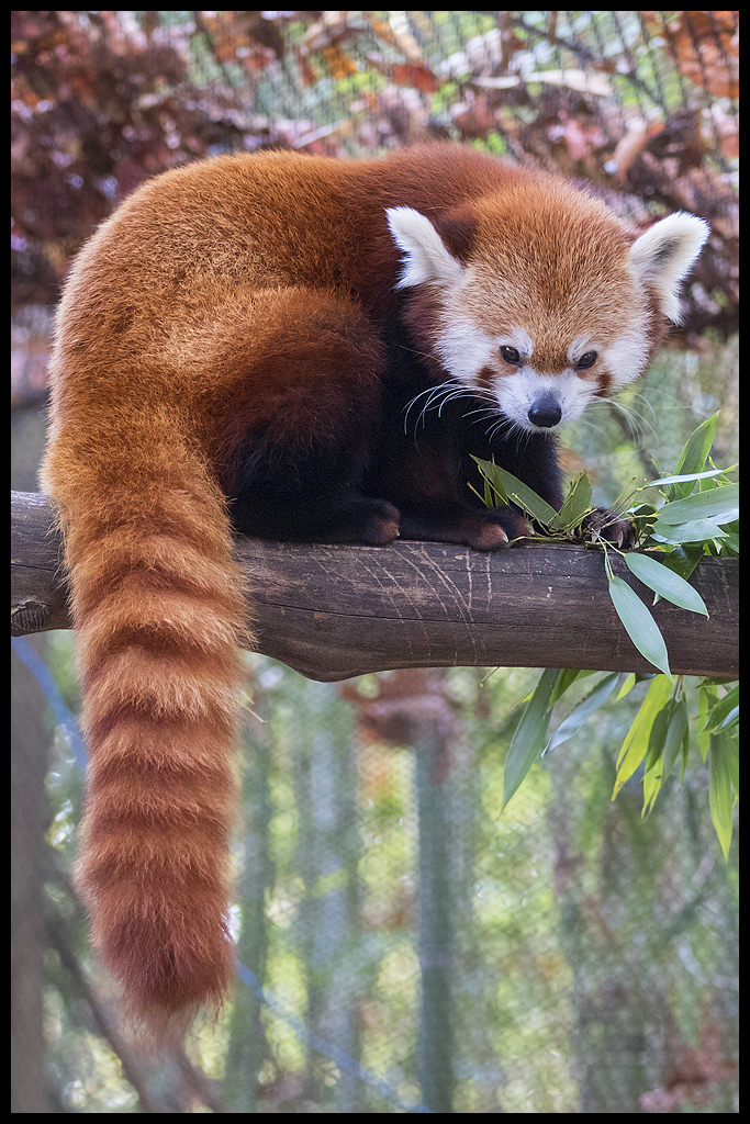 Bushy Tail Red Panda at the Knoxville Zoo. N H Flickr
