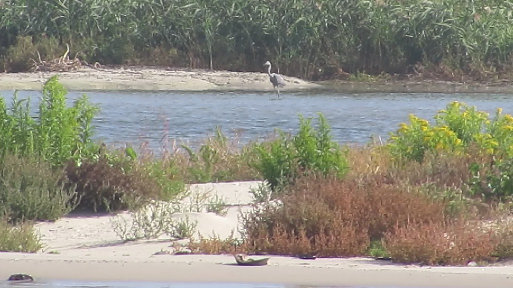 Reddish Egret Ocean City, MD at Skimmer Island, 92915 john