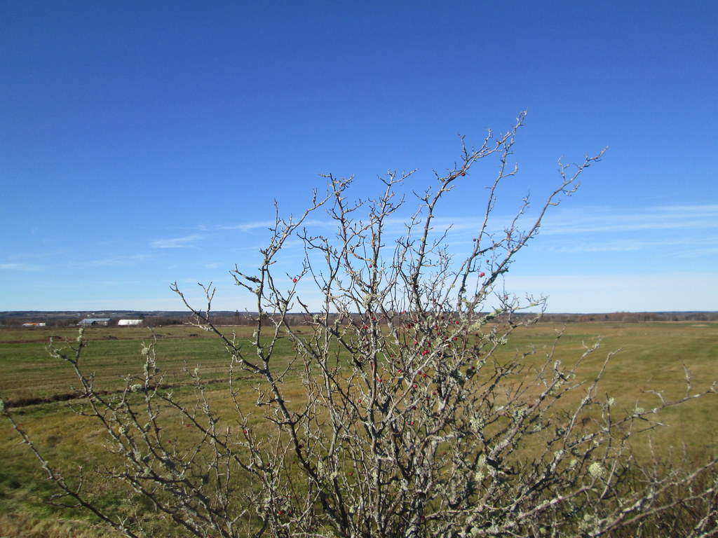 Middle Sackville, NB November 12, 2016. TransCanada Trail… Larry
