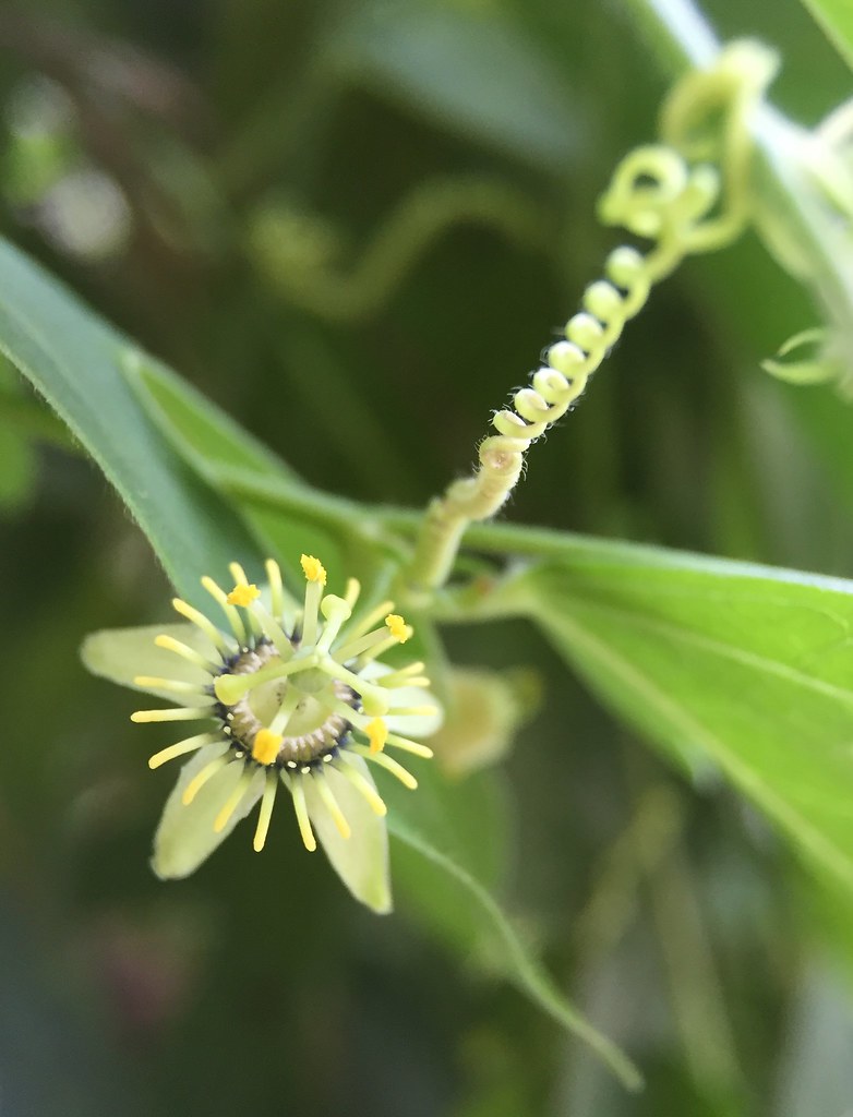 Passiflora suberosa (Corky Stemmed Passion Flower) Flickr