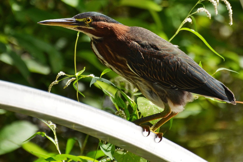 Green Heron, Minnesota, Anoka County Fridley, Springbrook… Flickr