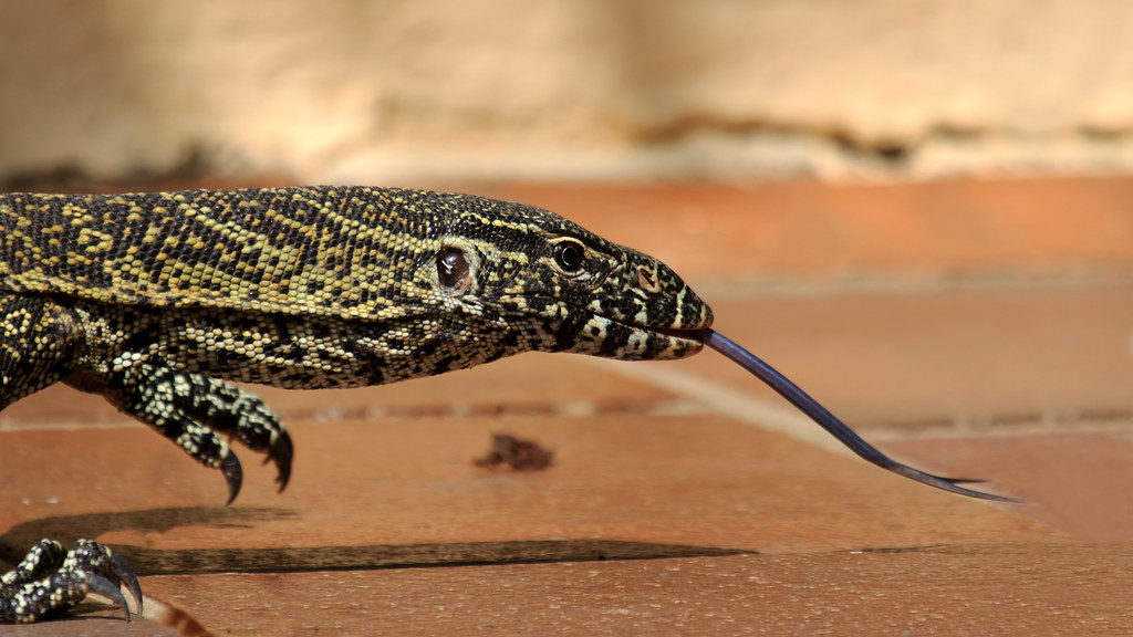 Nile Monitor Lizard Koholi, Gambia John Tomsett Flickr